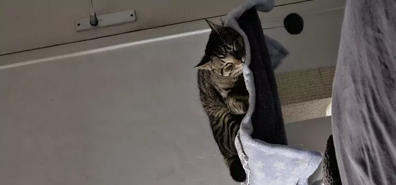 Chico - afbeelding 6