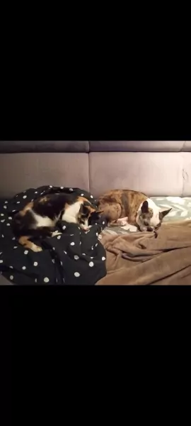 Lari - 4.5 jaar oud teefje - afbeelding 6