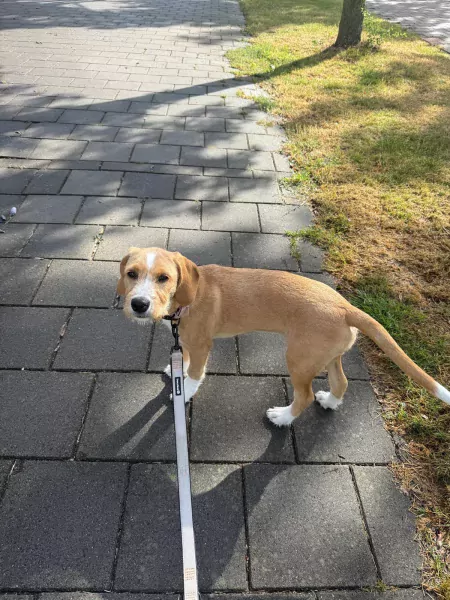 Lieve Tala zoekt een nieuw thuis - afbeelding 3