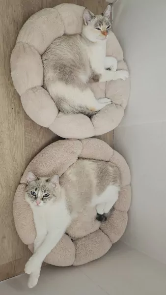 2 lieve poezen zusjes met blauwe ogen - afbeelding 4