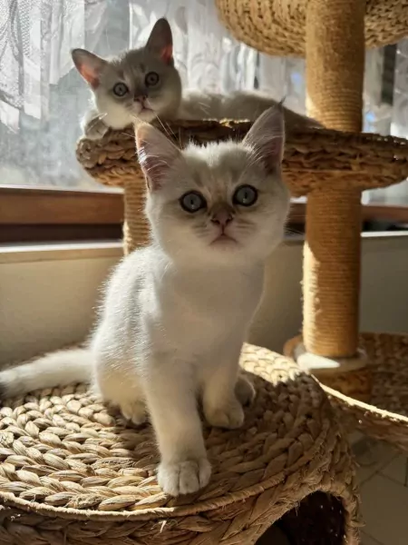 2 prachtige kittens (BKH + Siamees) - afbeelding 6