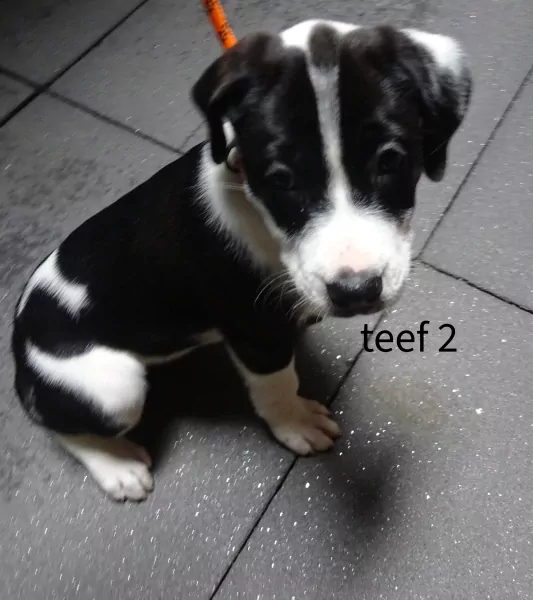 netjes