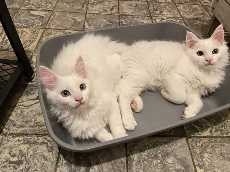 2 Maine Coon x Britse korthaar katerkittens samen thuis - afbeelding 2