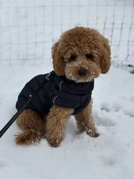 Poedel (abrikoos) - afbeelding 2