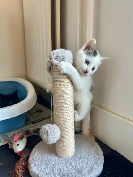 Lieve en ondernemende kittens zoeken hun nieuwe thuis - afbeelding 6