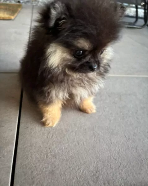 Pomeranian puppy te koop - afbeelding 1