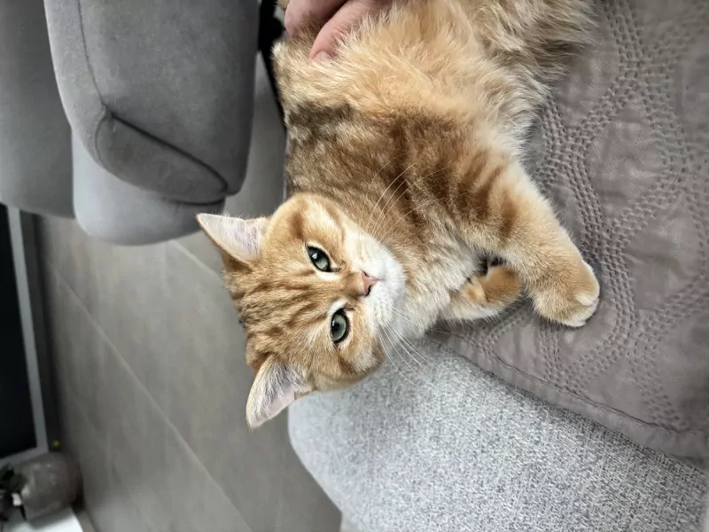 Lieve Britse Korthaar kater  zoekt een liefdevol nieuw thuis - afbeelding 2
