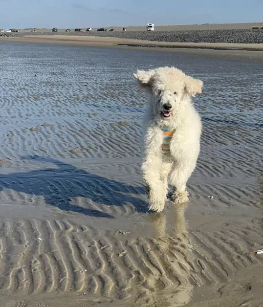 Nieuw huisje guus - afbeelding 4