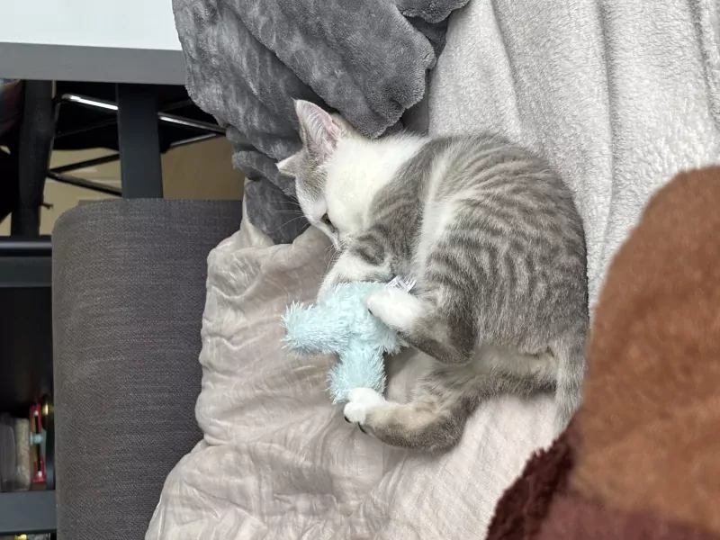 Kitten - 12 weken (alles mag mee) - afbeelding 4