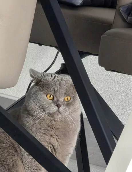 Te koop 2 katten vader en zoon - afbeelding 2