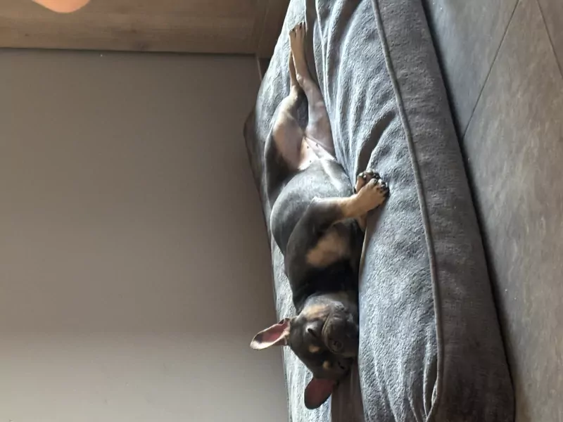 Franse bulldog teef - afbeelding 4