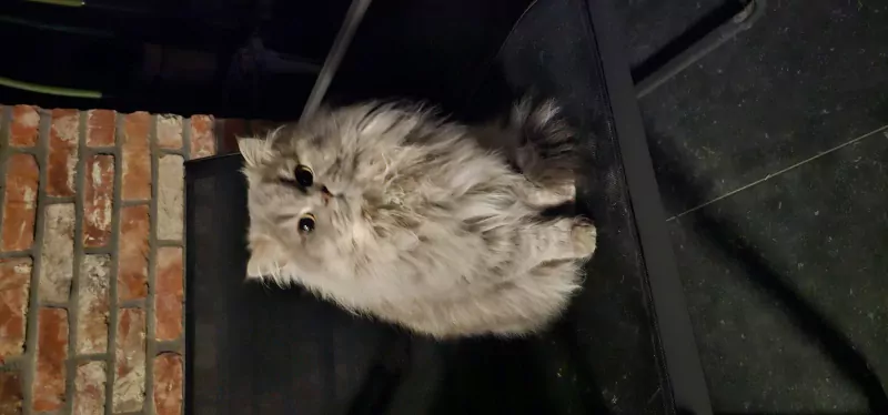 British longhair Biscuit - afbeelding 1