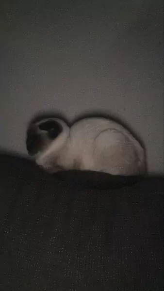 Lieve Siamese katten te Koop! 🐾 ( broer&zus) - afbeelding 2