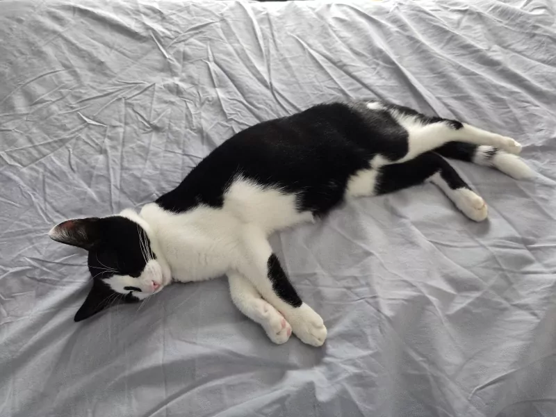 Jonge Kat Zoekt Leuke Baasje - afbeelding 4
