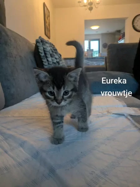 Schattige kittens geboren 28 augustus - afbeelding 4