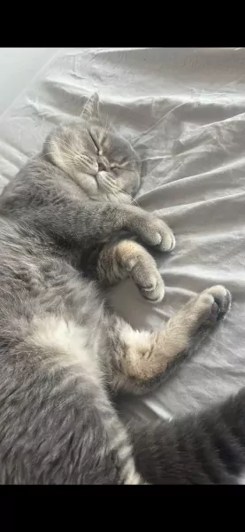 Teddy🥰 - afbeelding 5
