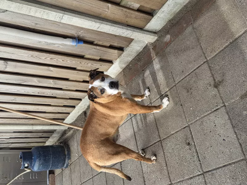 Stafford mix (reu) en bully (teefje) - afbeelding 4