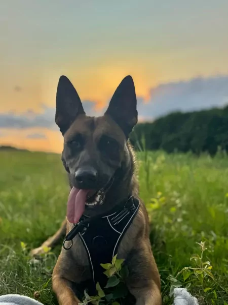 Mechelse Herder Nala - afbeelding 1