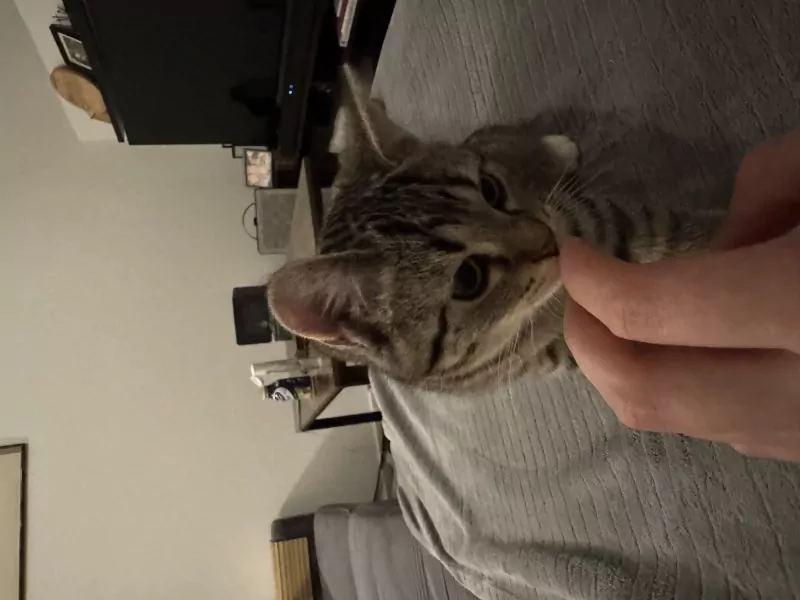 Grijze kleine kater, 13 weken oud. - afbeelding 5