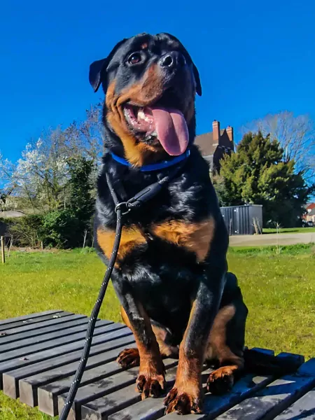Rottweiler reu 1 jaar - afbeelding 6