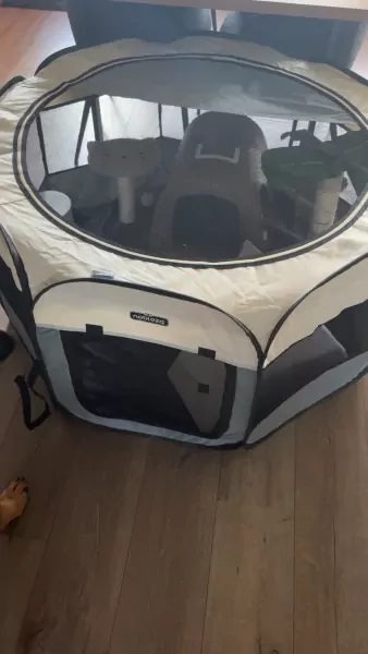 Kittens te koop - afbeelding 4