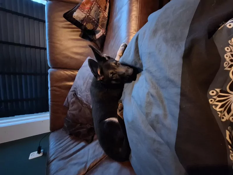 🩷 Duitse herder pup met fci stamboom - afbeelding 3