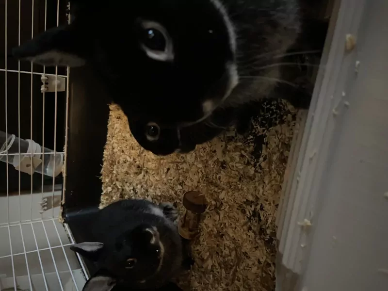 Mama dwergkonijn en haar 2 kindjes - afbeelding 3