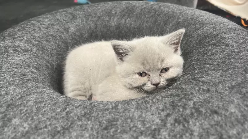 Brits korthaar kittens - afbeelding 5