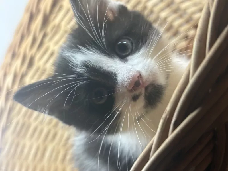 Prachtige kitten zoekt vanaf begin Sept een thuis - afbeelding 2