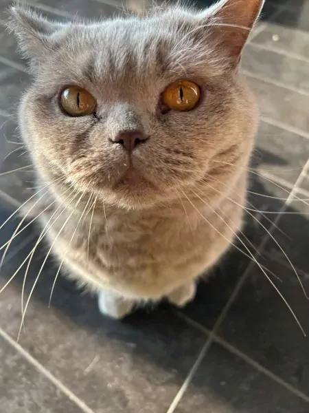 Knuffelige Bibi - afbeelding 5