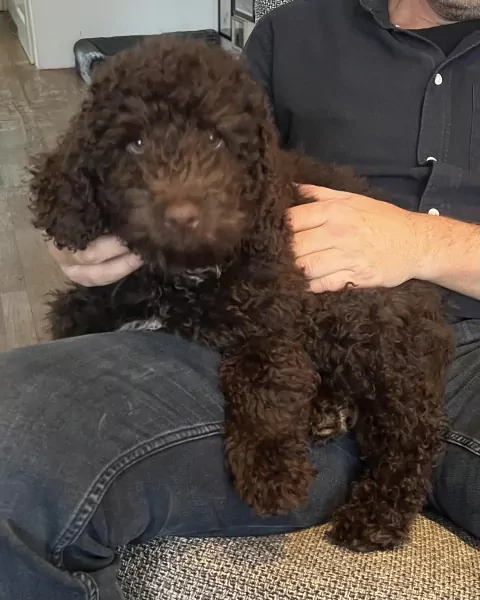 Labradoodle pup te koop - afbeelding 2