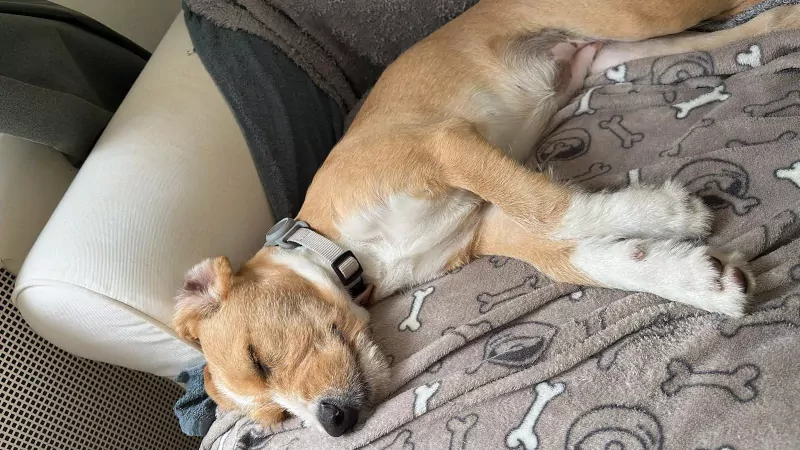 Lieve Tala zoekt een nieuw thuis - afbeelding 4