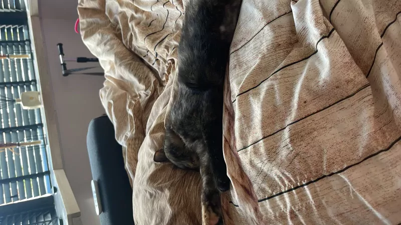 Nala zoekt lief huisje - afbeelding 2 Nala zoekt lief huisje - afbeelding 2