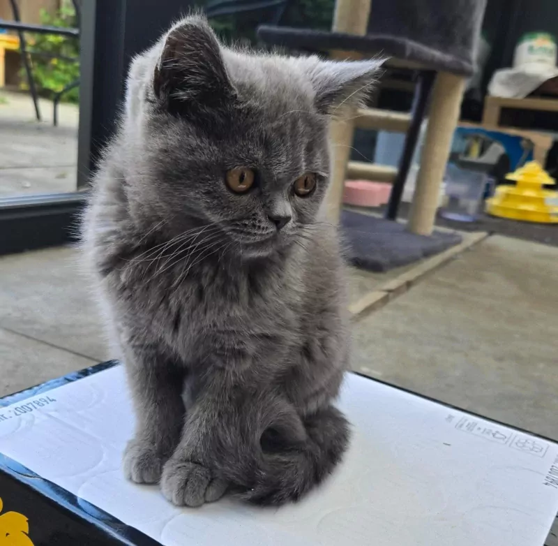 Britse korthaar Kitten (kater) - afbeelding 5