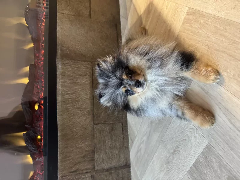Exclusieve blue merle pomeranian teefje – Mini, lief & uniek - afbeelding 1