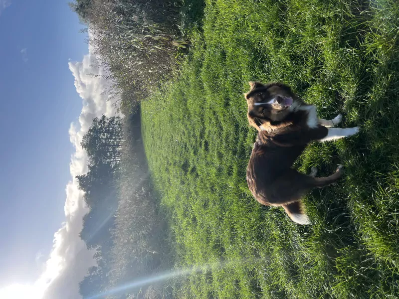 Pup Rebel - afbeelding 1