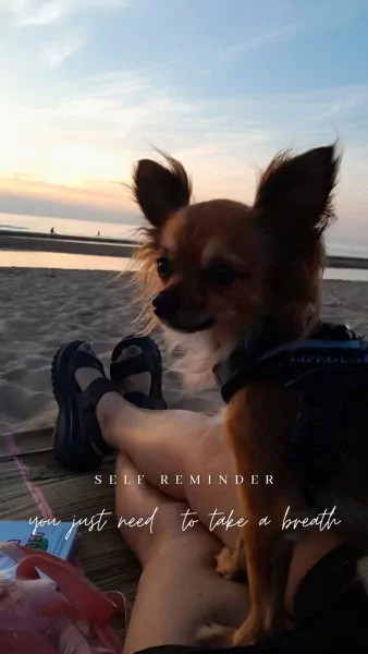 Chihuahua teefje 4 jaar - afbeelding 6 Chihuahua teefje 4 jaar - afbeelding 6