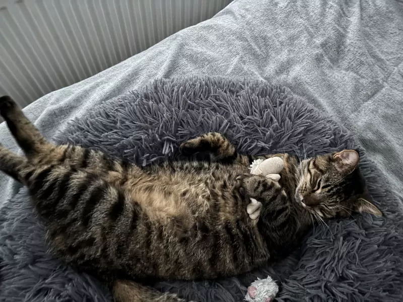 Super lieve kruising maine coon - afbeelding 3
