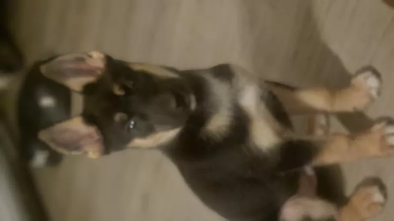 Wegens omstandigheden te koop - afbeelding 1