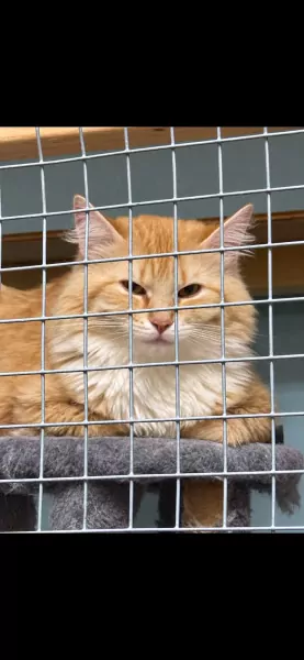 Maine Coon & Noorse Boskat Tijger - afbeelding 3