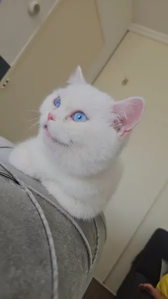 British shorthair cat - afbeelding 6