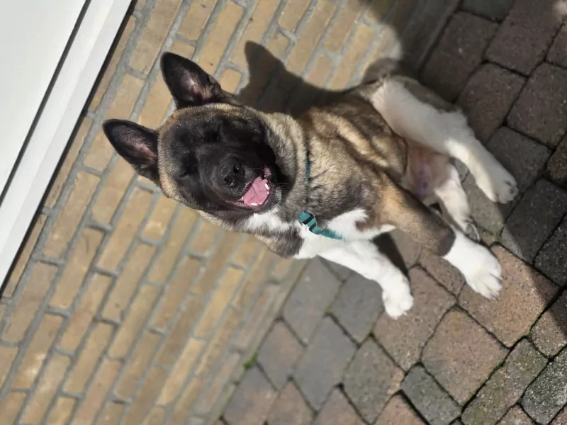 Lieve Akita reu 5 maanden jong - afbeelding 4
