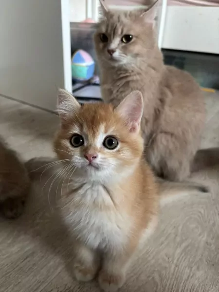 Black golden shaded Brits korthaar kittens - afbeelding 5