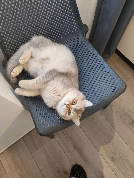 Schattige Britse korthaar - afbeelding 3