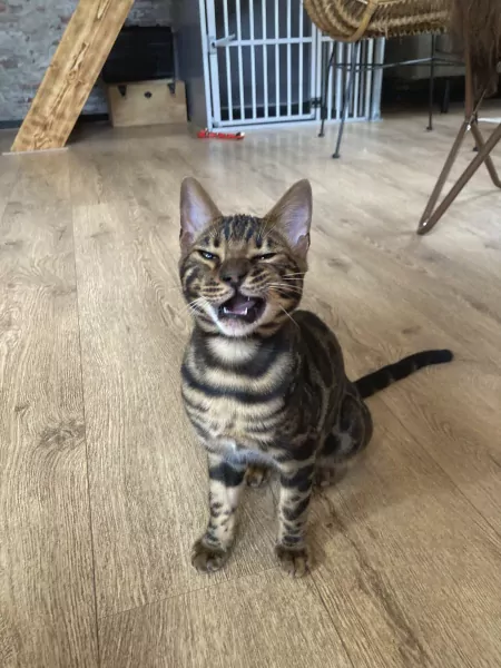 Bengaal kater - afbeelding 3