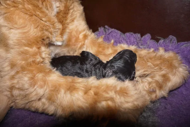 Bernerdoodle pup 6 maanden oud zoekt baasje - afbeelding 5