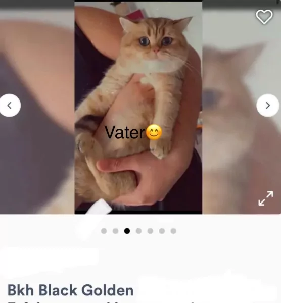 2 prachtige kittens (BKH + Siamees) - afbeelding 3