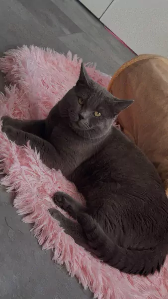 Britse korthaar kater van 1 jaar te koop - afbeelding 1