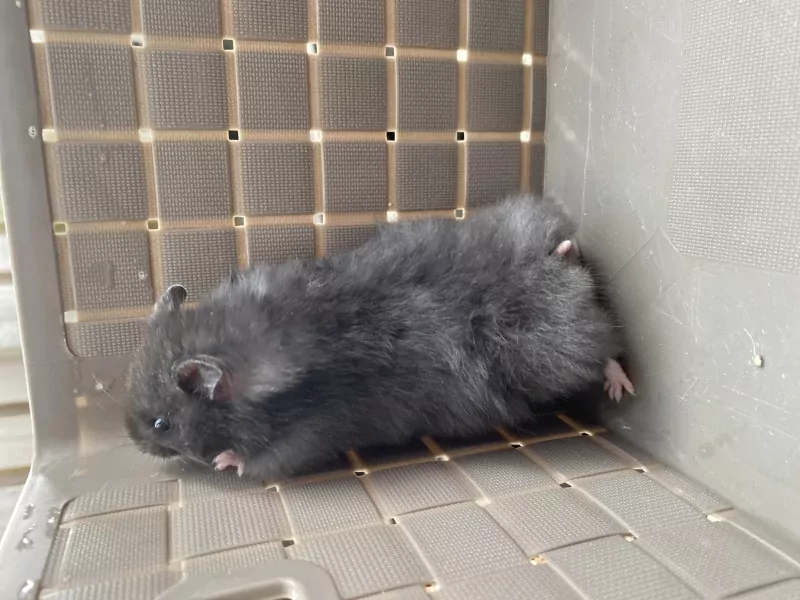 Mooie Syrische hamsters - afbeelding 2