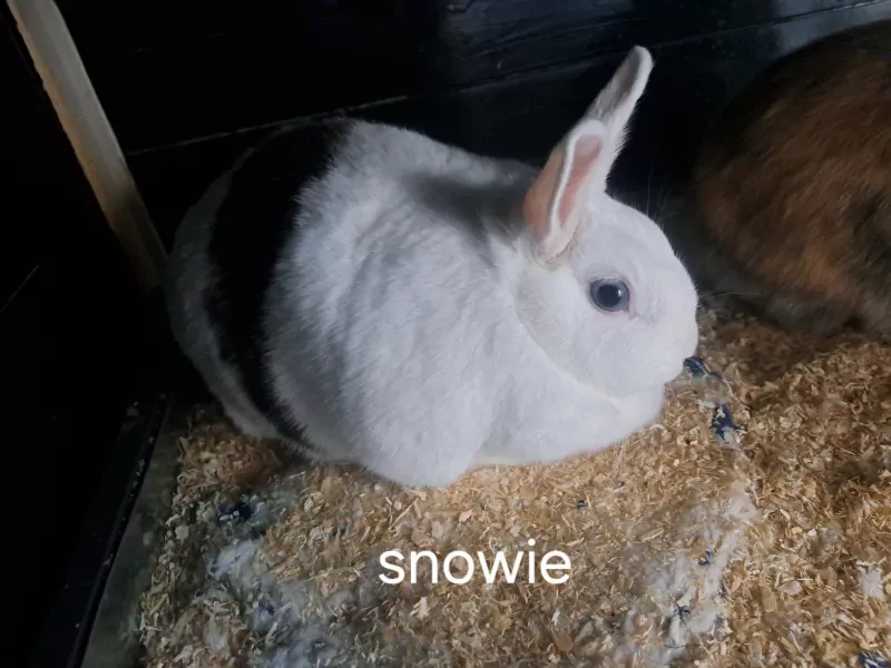 Lieve konijnen - afbeelding 2